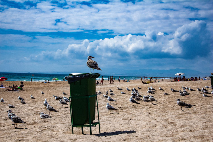 Seagulls perching on a beach