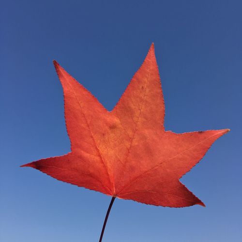 Low angle view of autumn leaf against clear blue sky