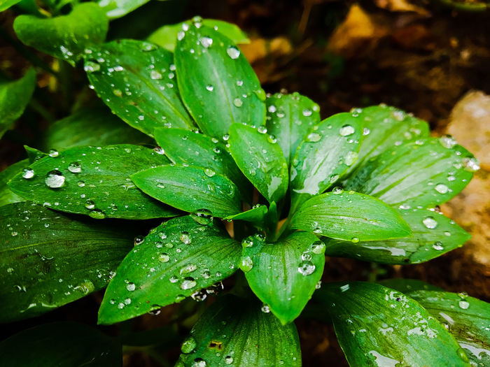 Drops of water on the leaves 