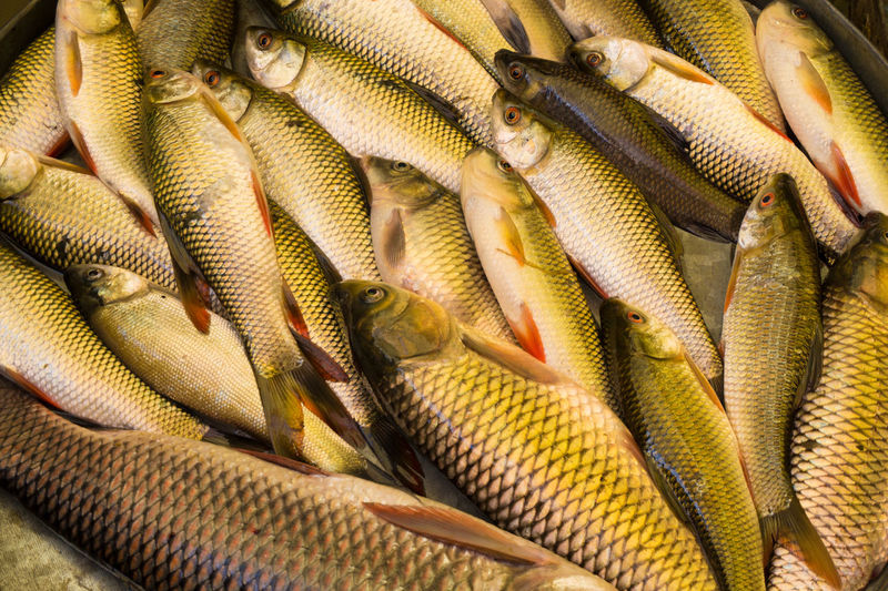 High angle view of fishes for sale at market