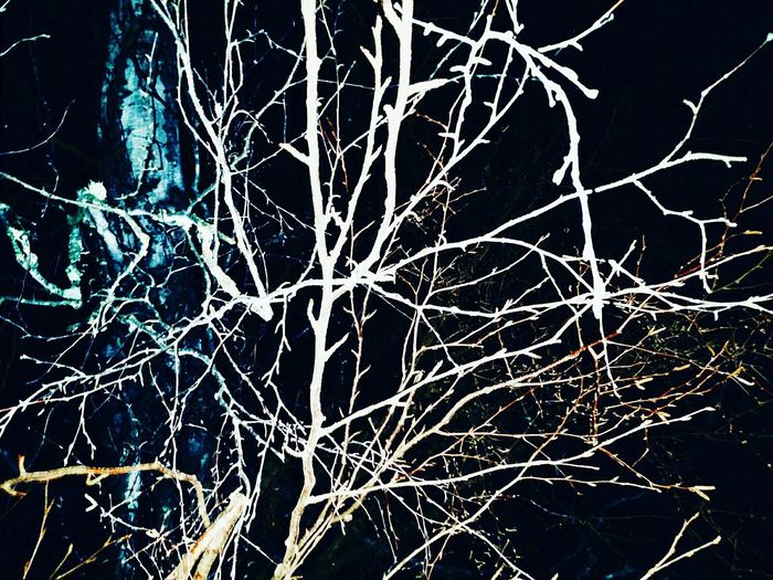 Close-up of tree against sky at night