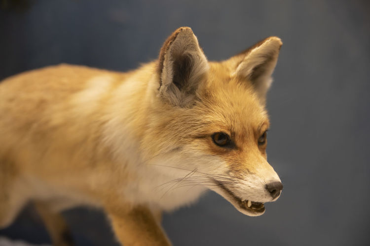 Taxidermy fox mount specimen. side view. medium shot.