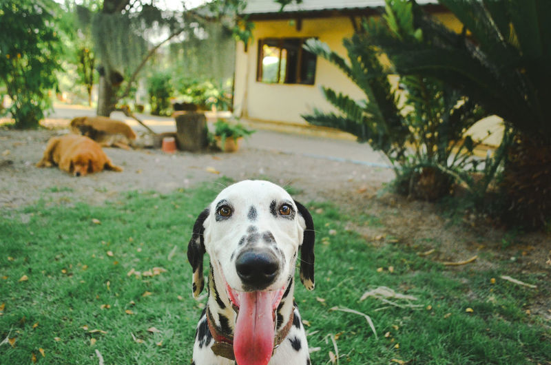 Portrait of dog in yard