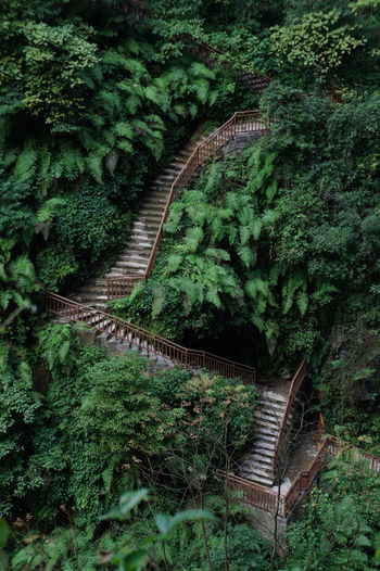 Staircase amidst trees in forest