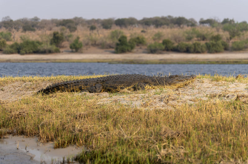 Crocodile in a river