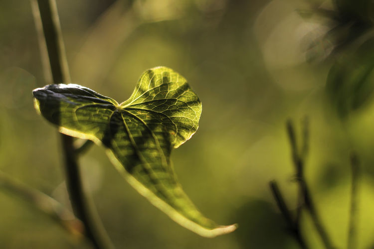 Ivy leaf, symbol of the heart