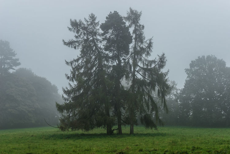 Trees on field against sky