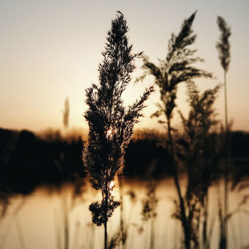 Close-up of plants by lake against sky during sunset