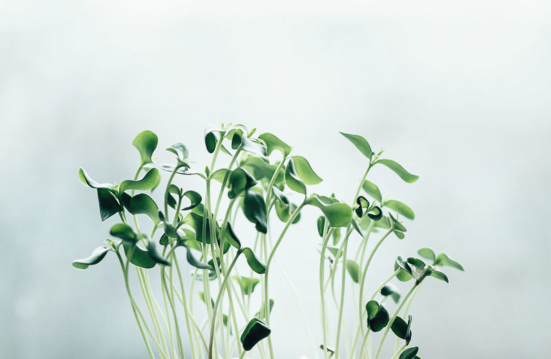 close-up of green leaves