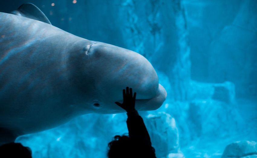 Cropped hand touching tank in aquarium