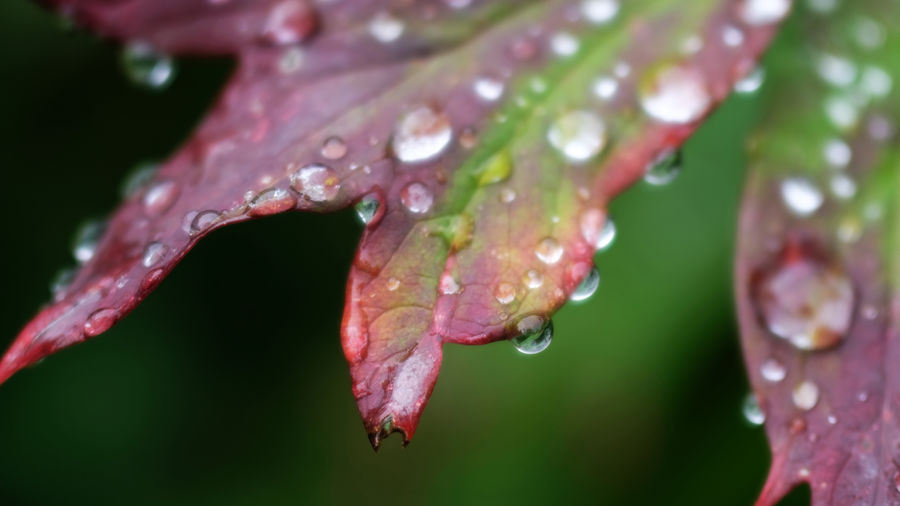 Close-up of wet plant leaves during rainy season