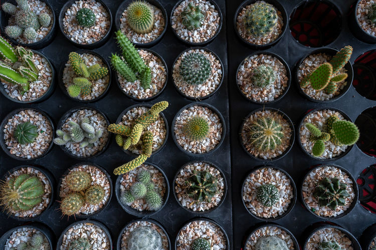 Set of cactus