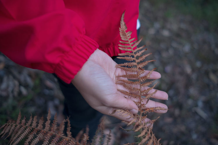 Midsection of person holding dried fern while standing on field