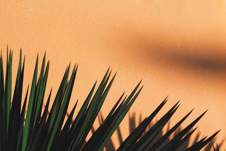 Leaves of a tropical plant on the background of an orange wall