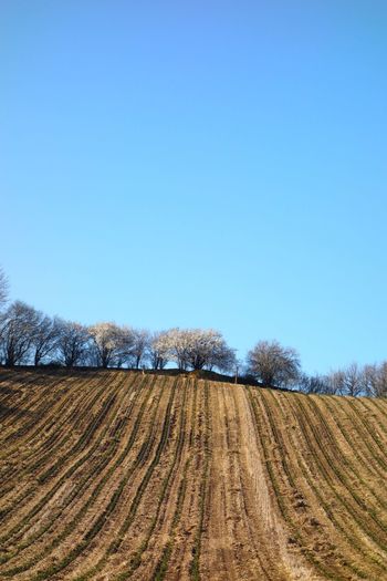 Low angle view of field against clear blue sky