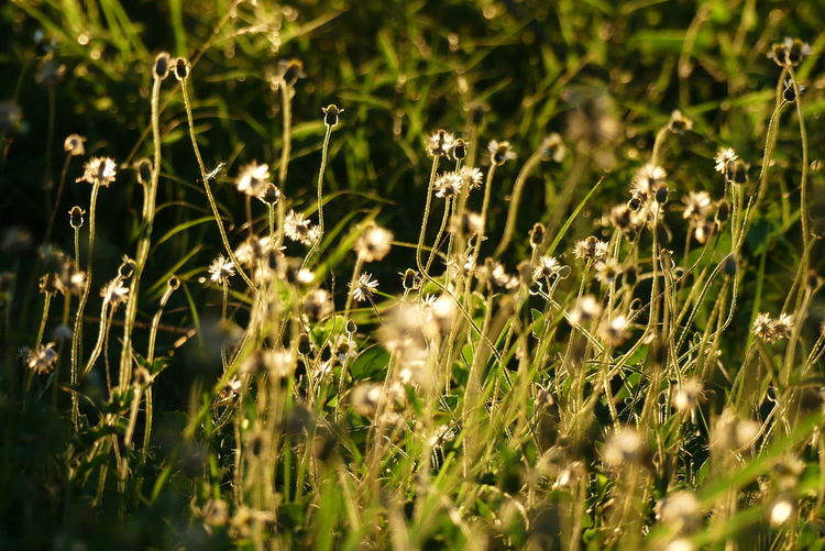 Close-up of flowering plants on field