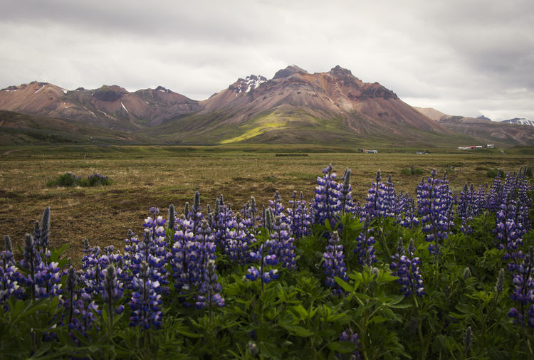 Scenic view of mountains with purple flowers in the foreground