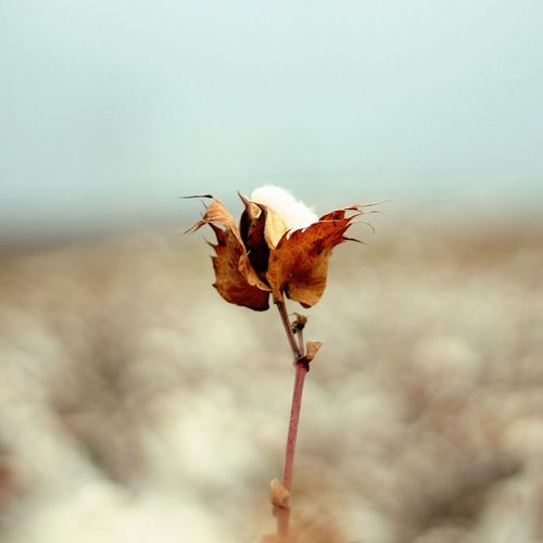 Close-up of plant against blurred background