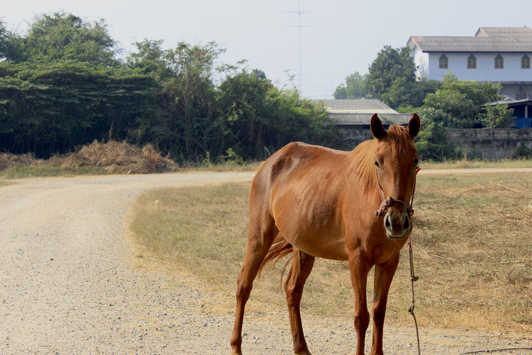 Horse standing in a field