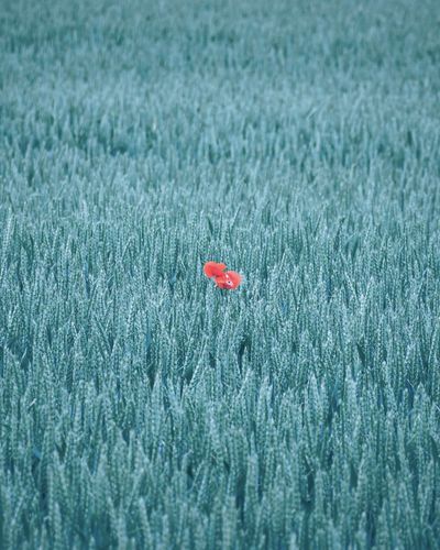 Close-up of red poppy flower on blue field