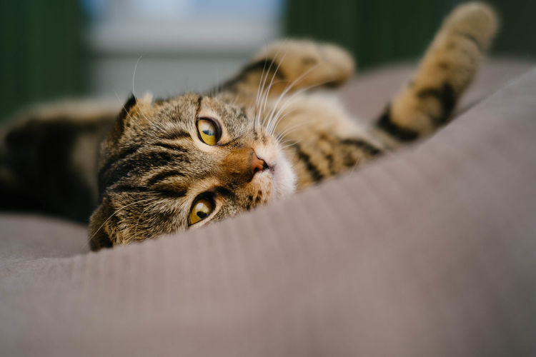 Close-up of cat lying on bed