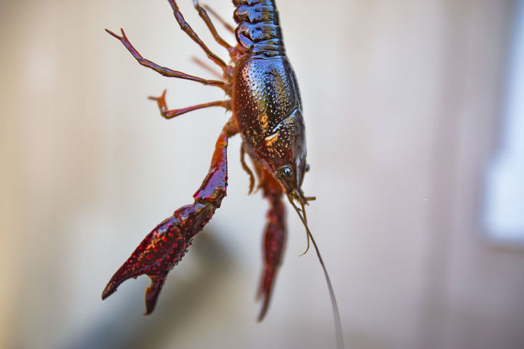Close-up of lobster