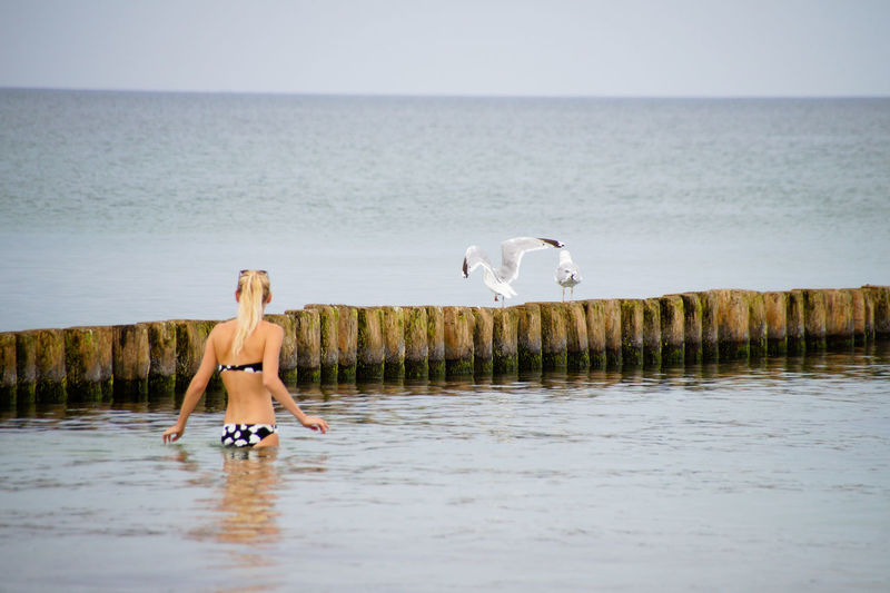 Rear view of woman by seagulls on wooden posts in sea
