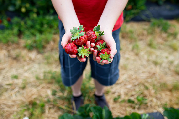 Midsection of man holding red berries on field