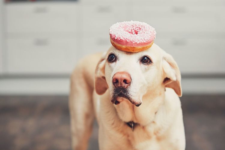 Close-up of dog with donut