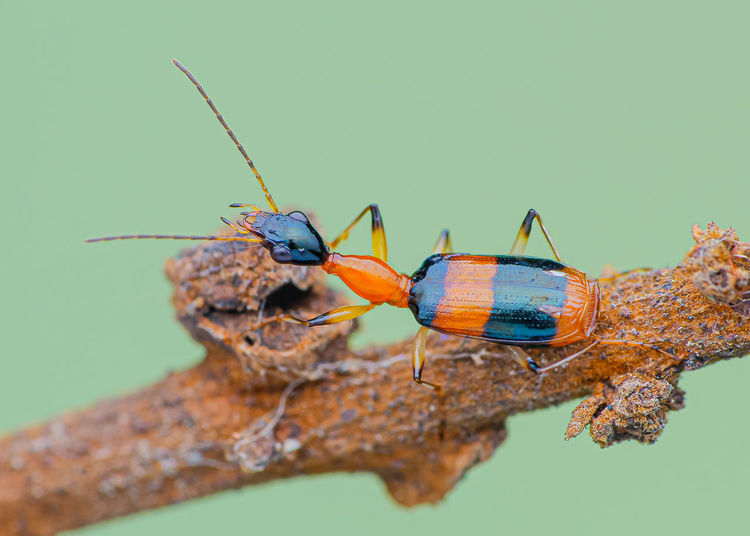 Long-necked ground beetle