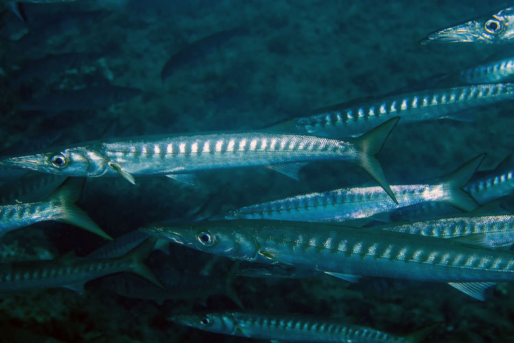 Yellowmouth barracuda - sphyraena viridensis - in the mediterranean sea