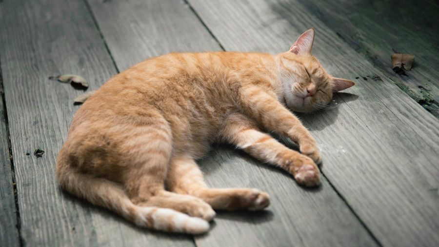 High angle view of ginger cat sleeping on wood