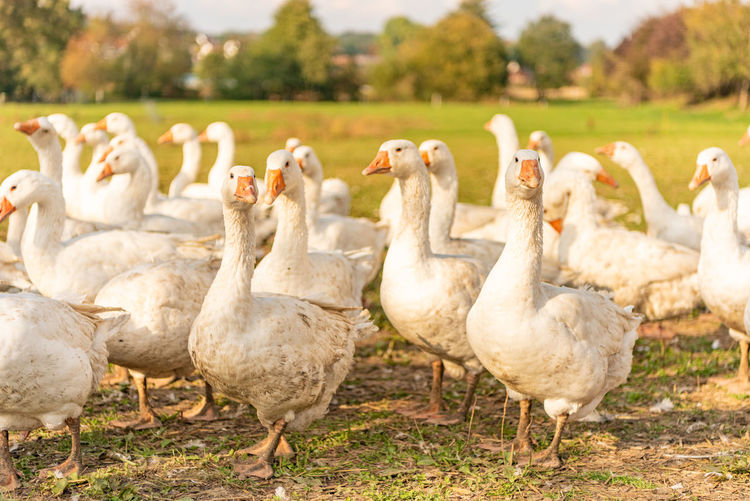 Flock of ducks on field in farm