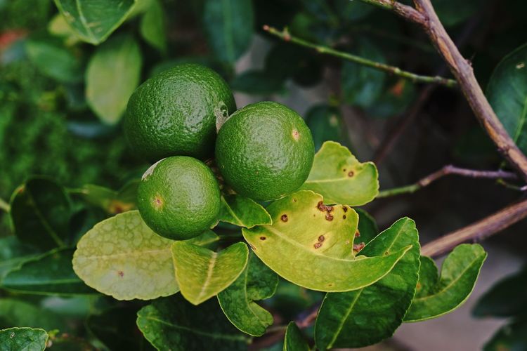 Plant disease on lime leaf from bacteria, canker disease