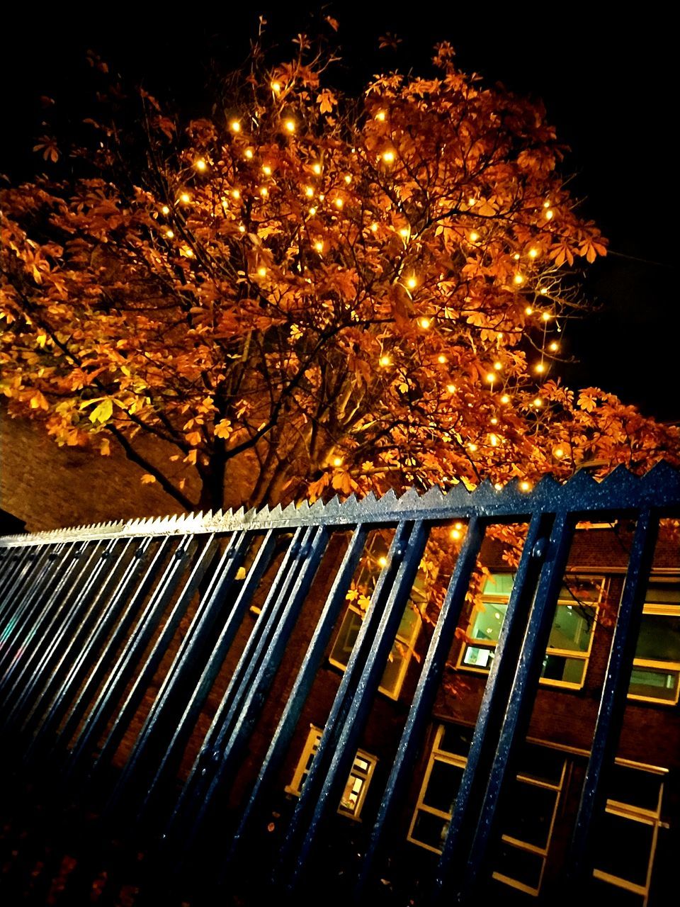 ILLUMINATED TREES BY FENCE DURING AUTUMN