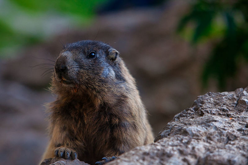 Close-up of a marmot looking away