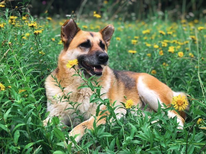 Happy german shepherd dog surrounded by green plants and yellow flowers