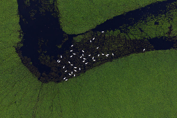 Aerial view of overgrown fishponds with swans and with water chestnut, crna mlaka