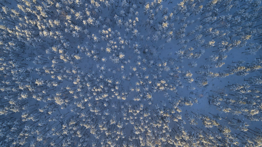 Aerial view, drone, of swedish forest covered snow in the winter. trees from above.