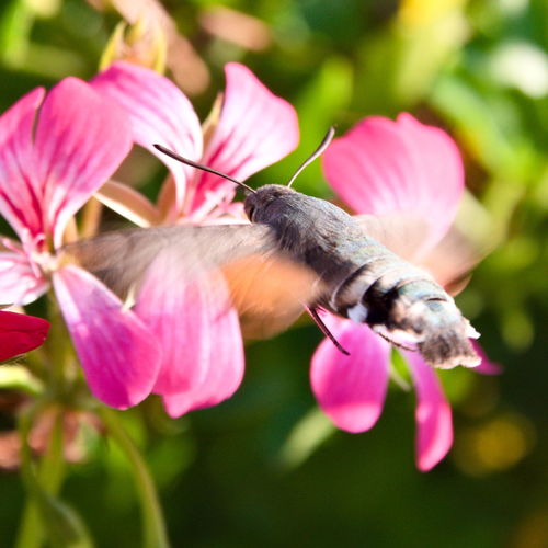 Close-up of hummingbird hawk-moth on flower
