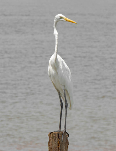 White bird perching on wooden post
