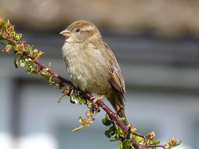 Hedge sparrow perched on a branch
