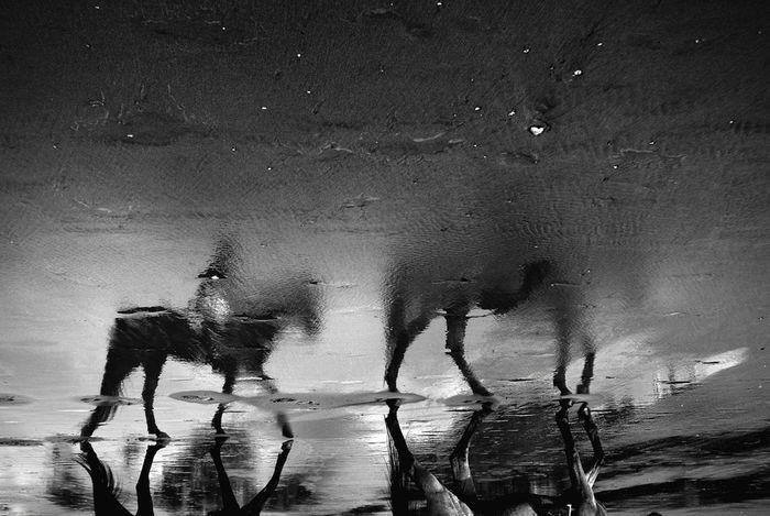 Upside down image of horse walking on wet street