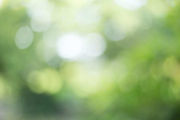 Defocused image of tree