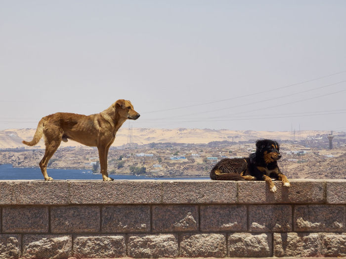 Side view of dog sitting on street against clear sky