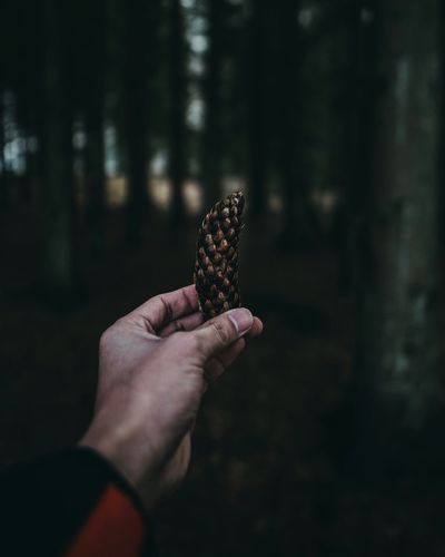 Close-up of hand holding pine cone against trees