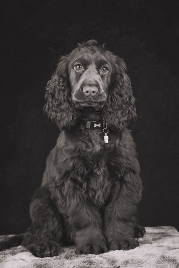 Portrait of dog sitting against gray background