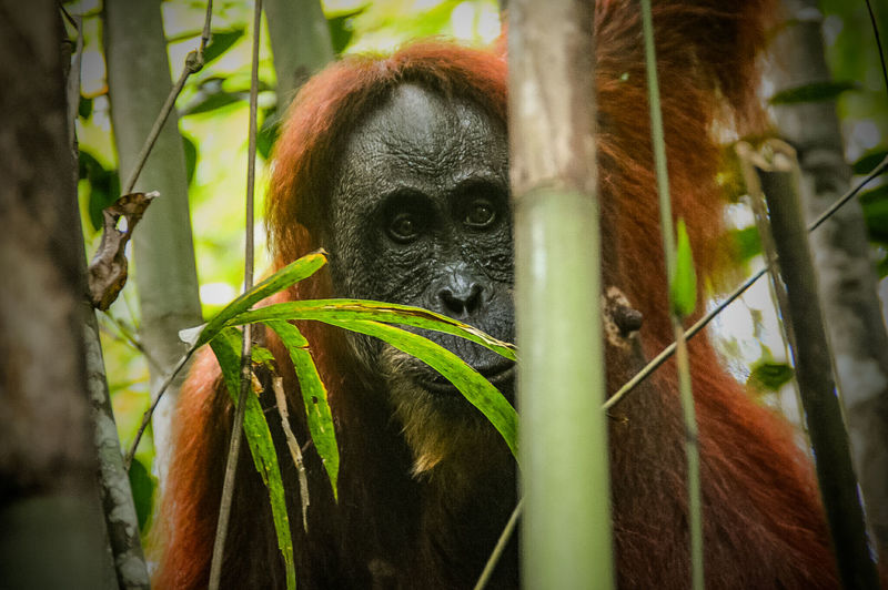 A female sumatran orangutan or pongo abelii