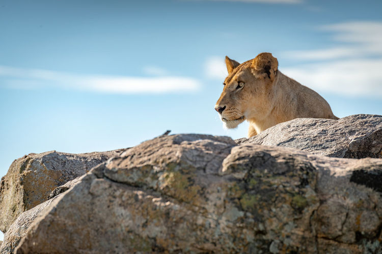 Lioness sits looking left over rocky ledge