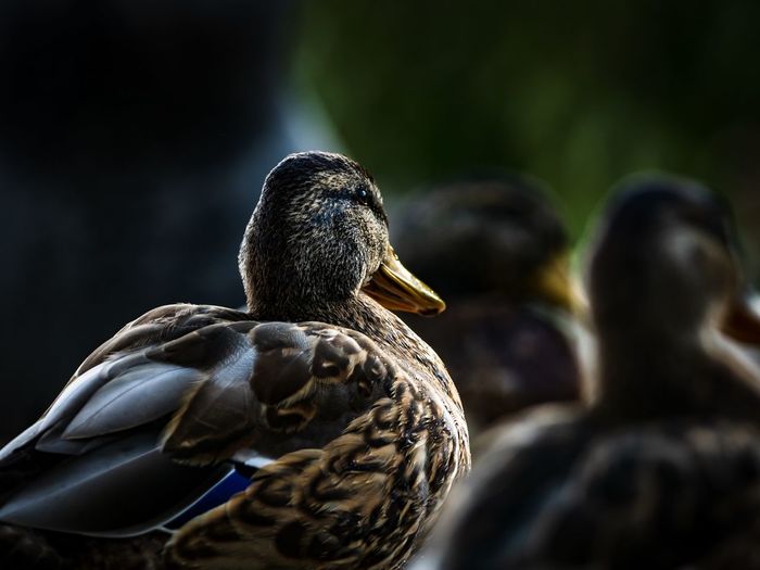 Close-up portrait of a bird